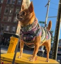 Chilly Dog Purple Woodstock Dog Sweater