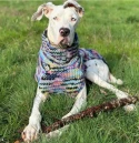 Chilly Dog Purple Woodstock Dog Sweater