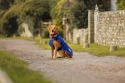 Weatherbeeta ComFiTec Premier Free Parka Deluxe Dog Coat - Blue