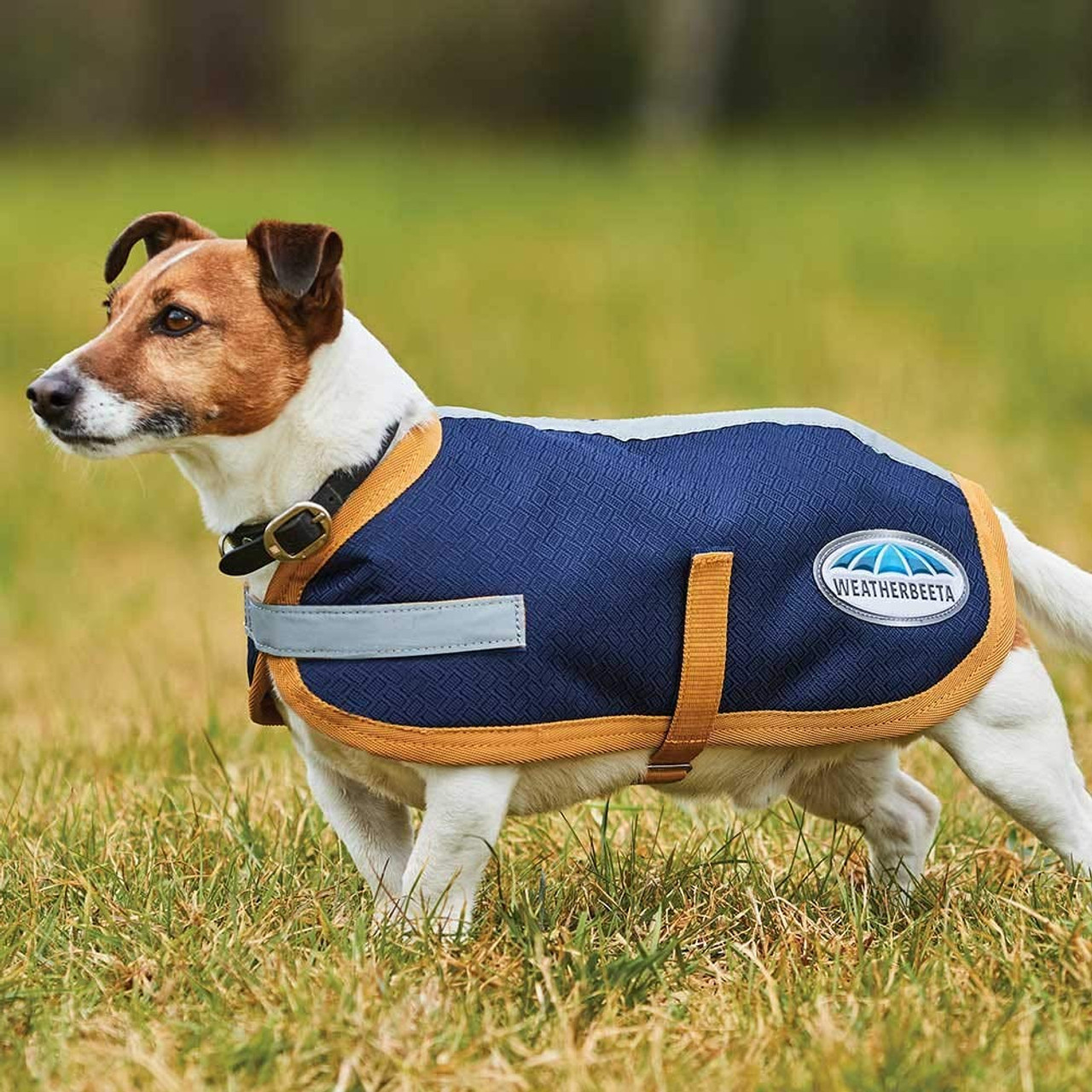 Weather beta shop dog coats