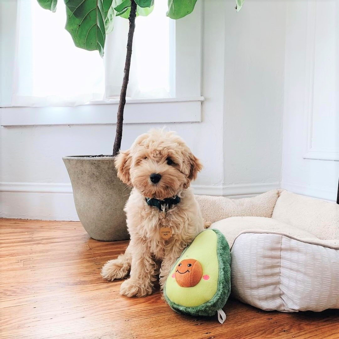 dog avocado toy