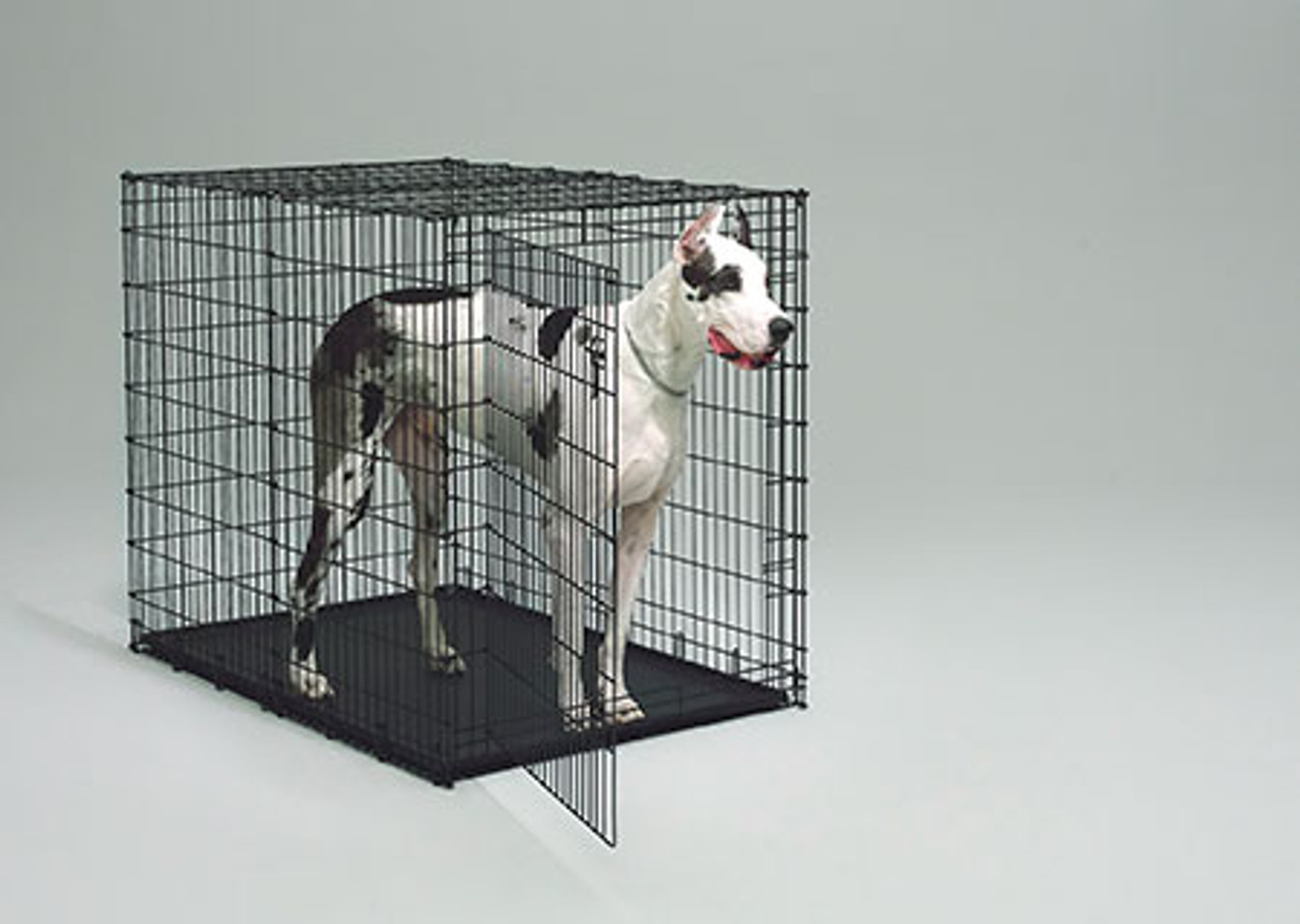 Midwest SL54DD 'Ginormus' Double Door Dog Crate + Pan Chaar