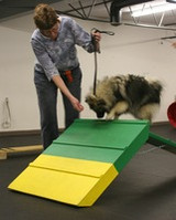 Agility Fun Run Saturday March 22nd - Free to Attend