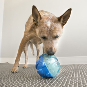 Dog Toys