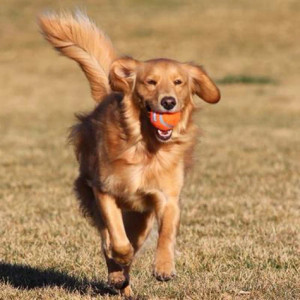 Chuckit! Large Tennis Balls - Large 2 pack