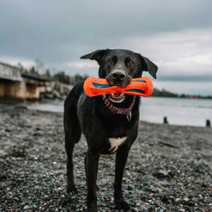 Chuckit! Hydrosqueeze Bumper Dog Toy - Medium