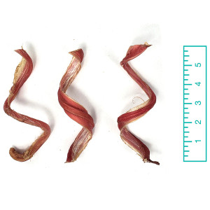 Tuesday's Natural Dog Company 5" Curly Bully Sticks - Natural Scent