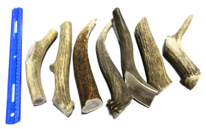 Tuesday's Natural Dog Company Elk Antler - Medium Whole