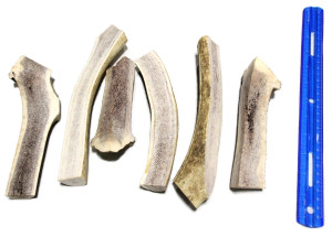 Tuesday's Natural Dog Company Elk Antler - Medium Split