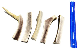 Tuesday's Natural Dog Company Elk Antler - Small Split