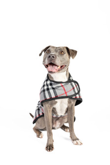 Chilly Dog Steel Tartan Wool Dog Blanket Coat