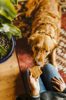Heavenly Hounds Peanut Butter Relaxation Square