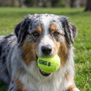 Kong Squeakair Tennis Ball Set Squeaker Dog Toy
