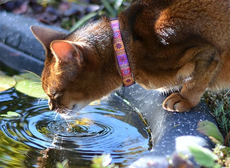 RC Pet Breakaway Collar