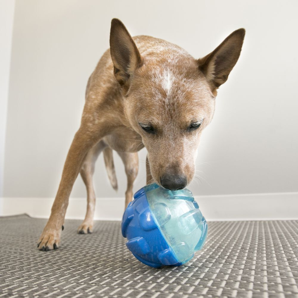 Dog Toys image