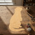 Otter Wood Cutout for Crafts, Unfinished Baltic Birch Craft Shape