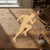 Runner Wood Cutout for Crafts, Unfinished Baltic Birch Craft Shape