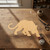 Jaguar Wood Cutout for Crafts, Unfinished Baltic Birch Craft Shape