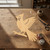 Blue Jay 1 Wood Cutout for Crafts, Unfinished Baltic Birch Craft Shape