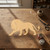 Lion 2 Wood Cutout for Crafts, Unfinished Baltic Birch Craft Shape