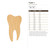 Tooth 1 Wood Cutout for Crafts, Unfinished Baltic Birch Craft Shape