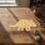 Ankylosaurus Wood Cutout - Unfinished Baltic Birch Craft Shape