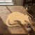 Armadillo Wood Cutout - Unfinished Baltic Birch Craft Shape