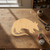 Armadillo Wood Cutout for Crafts, Unfinished Baltic Birch Craft Shape