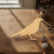 Blackbird Wood Cutout - Unfinished Baltic Birch Craft Shape