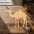 Camel Wood Cutout - Unfinished Baltic Birch Craft Shape