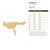 Cardinal 1 Wood Cutout - Unfinished Baltic Birch Craft Shape