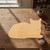 Cat Laying Down Wood Cutout for Crafts, Unfinished Baltic Birch Craft Shape