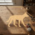 Dingo Wood Cutout for Crafts, Unfinished Baltic Birch Craft Shape