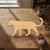 Leopard Wood Cutout - Unfinished Baltic Birch Craft Shape
