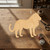 Unfinished Lion 3 Wood Cutout for Door Hangers, Seasonal Decor and Paint Parties, Baltic Birch Craft Blank