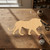 Unfinished Lion Wood Cutout - Unfinished Baltic Birch Craft Shape