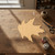 Unfinished Maple Leaf 2 Wood Cutout - Unfinished Baltic Birch Craft Shape