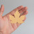 Unfinished Maple Leaf Wood Cutout for Door Hangers, Seasonal Decor and Paint Parties, Baltic Birch Craft Blank
