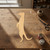 Unfinished Meerkat Wood Cutout - Unfinished Baltic Birch Craft Shape