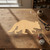 Unfinished Raccoon Wood Cutout - Unfinished Baltic Birch Craft Shape