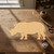 Unfinished Rhinoceros Wood Cutout - Unfinished Baltic Birch Craft Shape