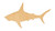 Unfinished Shark Wood Cutout for Door Hangers, Seasonal Decor and Paint Parties, Baltic Birch Craft Blank