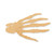 Unfinished Skeleton Hand Wood Cutout - Unfinished Baltic Birch Craft Shape