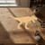 Unfinished T Rex Wood Cutout for Door Hangers, Seasonal Decor and Paint Parties, Baltic Birch Craft Blank