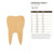 Unfinished Tooth 2 Wood Cutout - Unfinished Baltic Birch Craft Shape