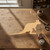 Unfinished Wallaby Wood Cutout - Unfinished Baltic Birch Craft Shape