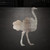 Ostrich Steel Cutout Shape - Raw Metal Wall Art and Craft Supply
