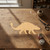 Ankylosaurus 2 Wood Cutout for Crafts, Unfinished Baltic Birch Craft Shape