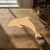 Dolphin 2 Wood Cutout for Crafts, Unfinished Baltic Birch Craft Shape
