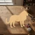 Lion 4 Wood Cutout for Crafts, Unfinished Baltic Birch Craft Shape